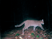 Gato-do-mato-pequeno<br />Foto: Maria Julia Feldens e Adilson Schneider 